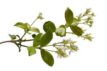 A twig of the star jasmine (Trachelospermum jasminoides) with its flowers