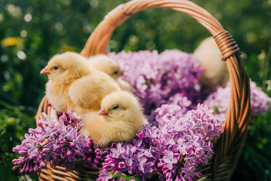 Cute little yellow chickens sitting in wicker basket with lilac flowers. Easter.