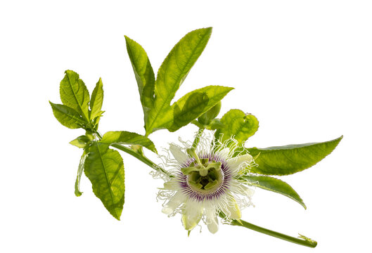 A beautiful flower of the passion fruit (Passiflora edulis) in spring time
