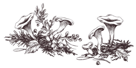 Forest chanterelle mushrooms with blueberry bushes, moss and autumn leaves. Graphic line art illustration hand drawn in black ink. Set of composition EPS vector. © NATASHA-CHU