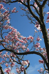 pink magnolia flowers against blue sky