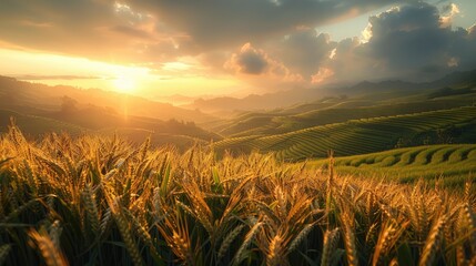 The golden light shines from behind the clouds onto green terraces of wheat ears. Generative AI.