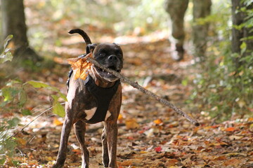 Beau chien boxer bringé courant avec un bâton dans la forêt