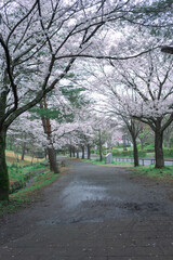ソメイヨシノの咲く道
