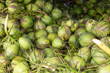 Harvest of green coconut nuts as background