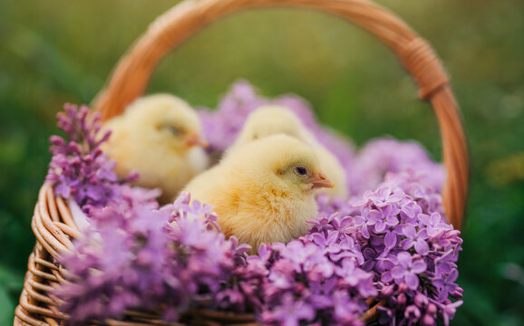 Cute little yellow chickens sitting in wicker basket with lilac flowers. Easter.