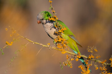 Parakeet perched on a bush with red berries , La Pampa, Patagonia, Argentina