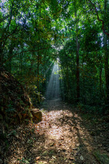 The beautiful hiking trails in the Tijuca National Park offer adventurers and tourists the beauty of nature, flora and fauna. Dawn light breaks through the leaves, during the fall in Rio de Janeiro.