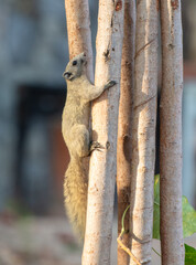 Squirrel on a tree in a tropical park
