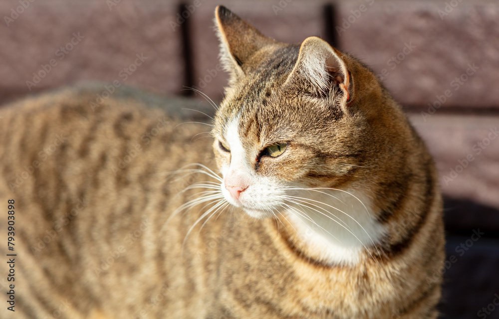 Wall mural portrait of a domestic cat