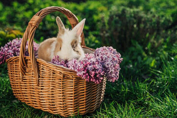 Cute little baby rabbit in wicker basket on nature background. Easter bunny symbol with lilac...