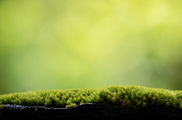 Moss trees on natural background.