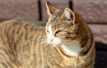 Portrait of a domestic cat - 793903898