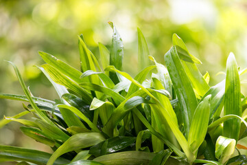 Angel grass or murdannia loriformis green leaves on natural background.