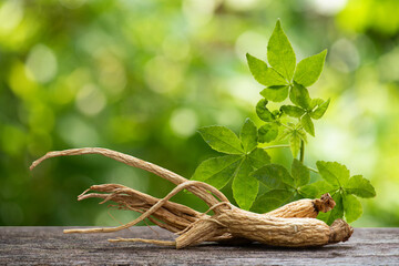 Ginseng or Panax ginseng and eleutherococcus trifoliatus branch green leaves on natural background.