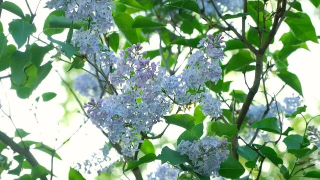 Blooming lilac in spring, close-up, slow motion.