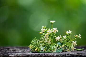 Gymnema inodorum flowers and water drop on natural background.