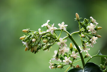 Gymnema inodorum flowers on natural background.