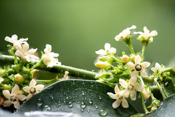 Gymnema inodorum flowers and water drop on natural background.