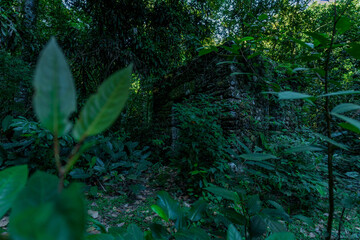 Ruins of 19th century buildings from an old coffee plantation in what is now the Tijuca National Park, an Atlantic Rainforest forest in Rio de Janeiro. Beauty and mystery for tourists and hikers.