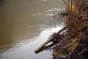 Wild river in winter with bare trees on the bank