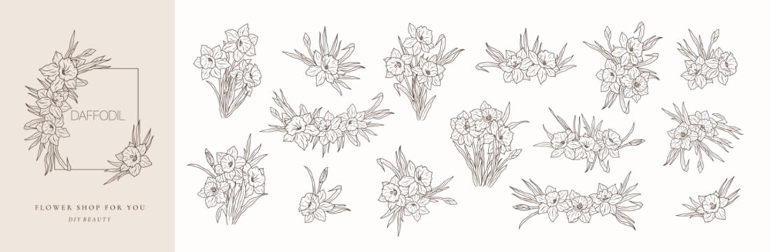 Set of daffodil flower bouquets line art isolated. Spring floral narcissus black logo wreath sketch plant. Vector illustration botanical stem, floral bloom