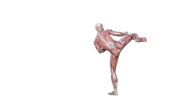 3D Render :  a male character with muscle tissue texture perform 360 degrees sidekick Martial arts  with white background