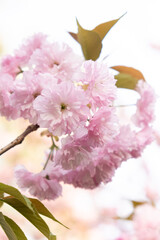 Pink delicate flowers of Japanese cherry blossom, close-up