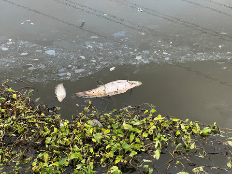 dead Notopterus chitala fish on the river
