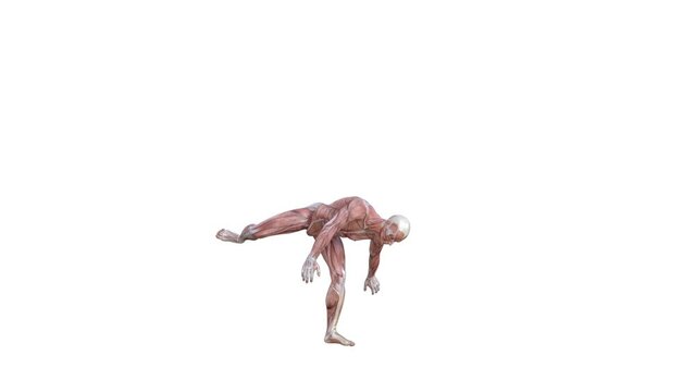 3D Render :  a male character with muscle tissue texture perform arial somersault Martial arts  with white background
