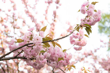 Pink delicate flowers of Japanese cherry blossom, close-up