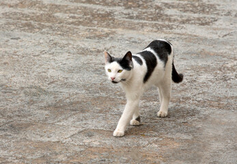 beautiful black and white cat walking against gray background. selective focus