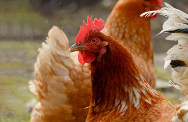 portrait of a chicken close-up