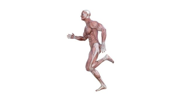 3D Render : a male character with muscle tissue texture  is running  on the white background with 360 degrees view
