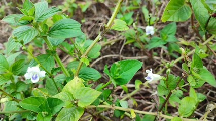 native wildflowers found in the wild