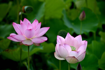夏の朝に咲いた美しい蓮の花