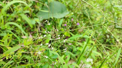 native wildflowers found in the wild