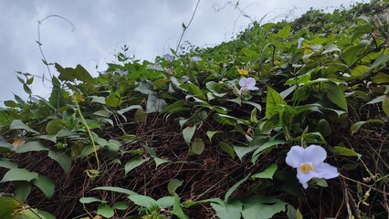 Ipomoea purpurea (Morning Glory) in light purple