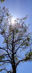 Tabebuia rosea flowers in pink purple