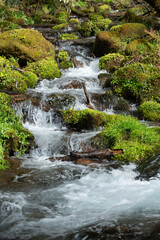 Fototapeta premium 早春の渓流