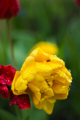 Tulip Flower Aesthetics Drops Rain