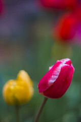 Tulip Flower Aesthetics Drops Rain
