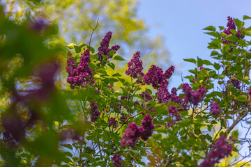 Lilac bush Spring branch of blooming lilac. Beautiful bouquet. Selective focus. Bright flowers of a spring lilac bush. Spring lilac flowers close-up. A sprig of a beautiful varietal blooming flower