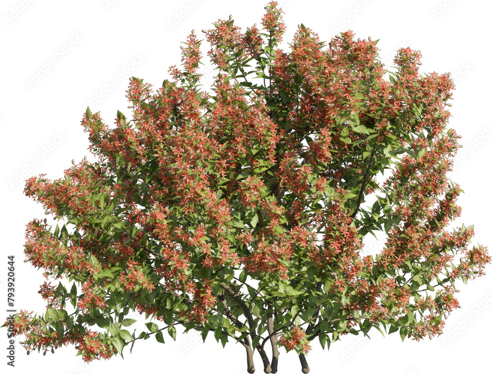 Poster realistic 3d rendering of a tree on transparent background, suitable for architecture visualization,