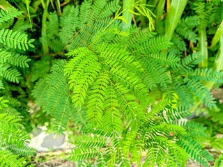 Lamtoro, Kemlandingan, Petai Selong are a type of shrub from the Fabaceae family that is used for reforesting land or preventing erosion.