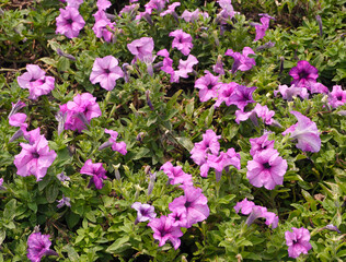 Fototapeta premium purple petunia flower on the green grass