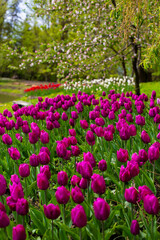 Pink and white tulips growing in nature