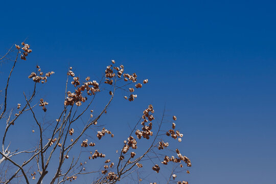 Bare golden rain tree seed pods under blue California winter sk