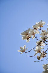 spring blossom on sky