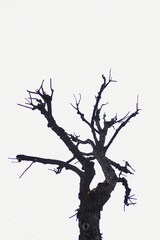 The silhouette of a dead tree, highlighted on a white background. Silhouette of a large leafless tree on a white background with space to copy. High quality photo